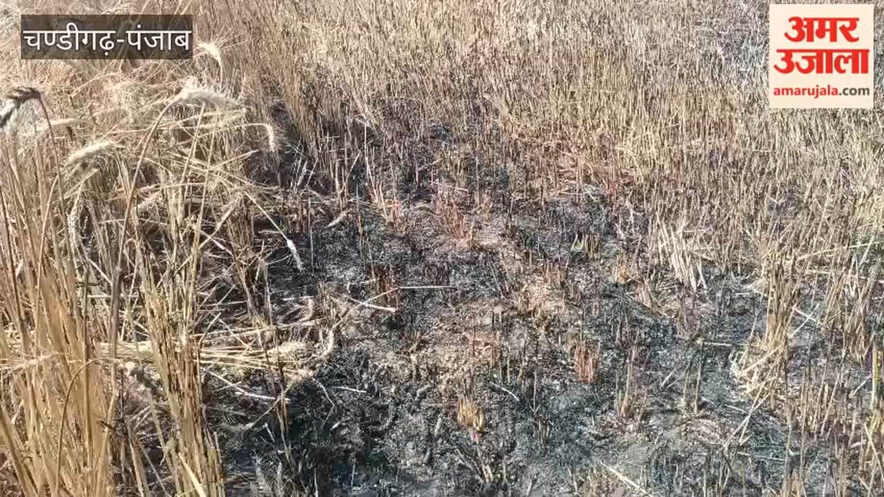 Wheat Crop on Two Kanals Destroyed by Short Circuit in Mamdot