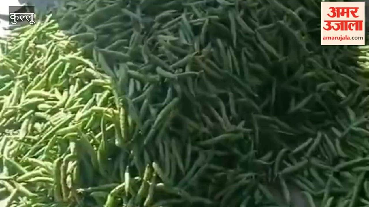Kullu: Green Peas Sold for ₹70 at Vegetable Market; Prices Jump by ₹15 Within a Week