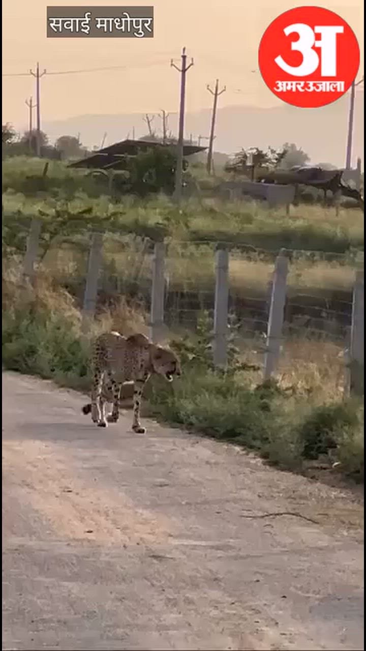 कूनो नेशनल पार्क से निकलकर रणथंभौर पहुंचा चीता, तीन टीमों ने संभाली निगरानी; ग्रामीणों में उत्सुकता