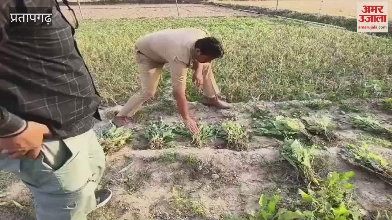 Illegal opium cultivation busted in Pratapgarh, one accused arrested