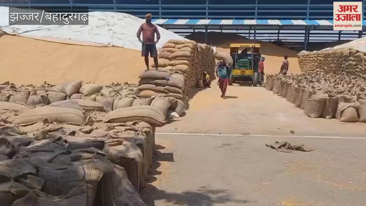 process of drying soaked wheat in the sun continues at the Jhajjar mandi