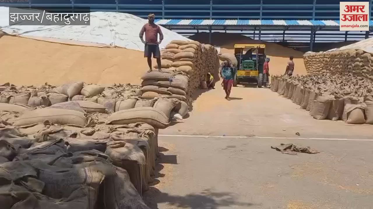 process of drying soaked wheat in the sun continues at the Jhajjar mandi