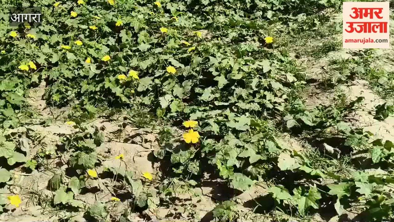 Rising Temperatures Above 35°C Threaten Vegetable Crops