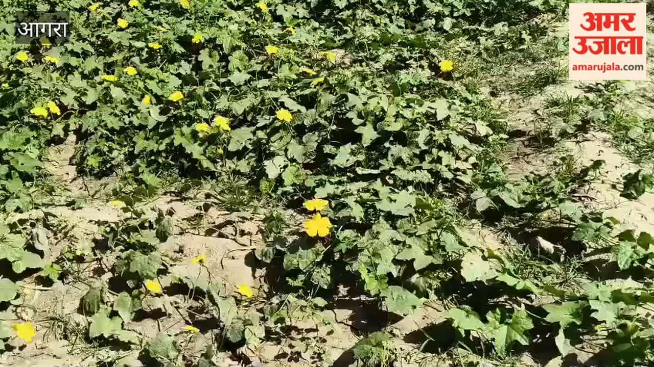 Rising Temperatures Above 35°C Threaten Vegetable Crops