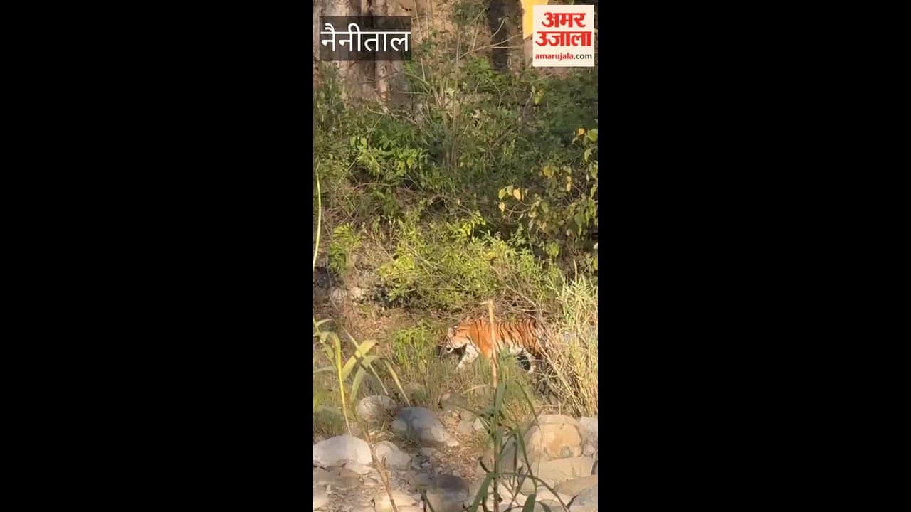 Tiger seen roaming near Bor bridge in Kaladhungi