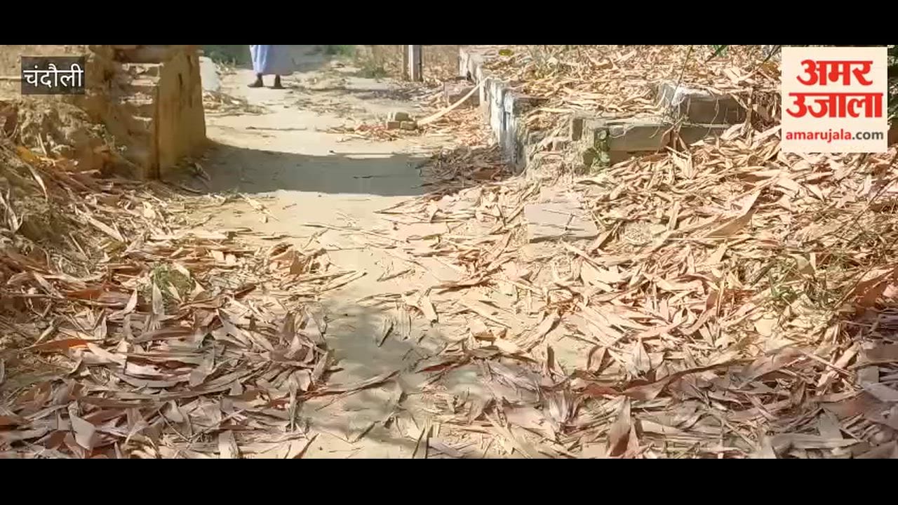 Negligence Leads to Grass Overgrowth Piles of Garbage Paved Road