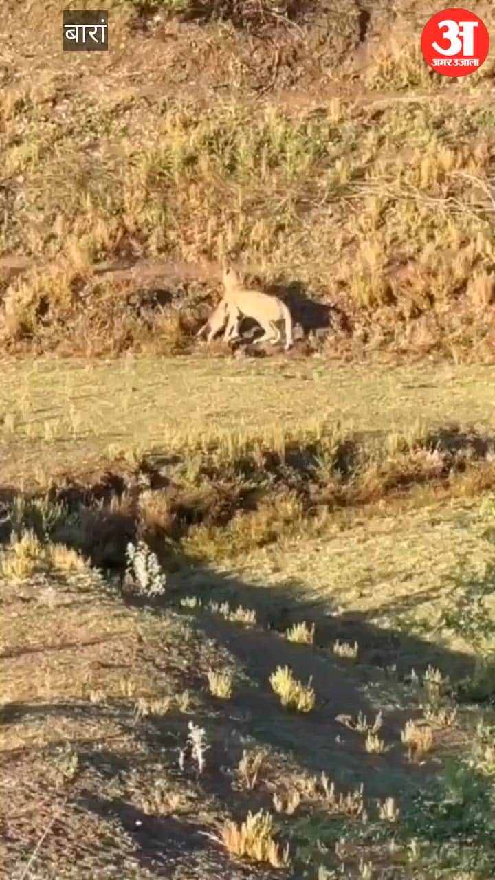 Baran: Cheetah KP-3 Active Again in Chhipabarod; Hunts Goat in Kharan Village; Forest Department on High Alert