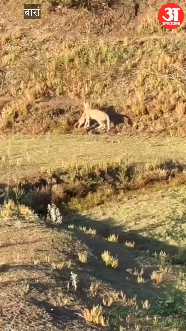 Baran: Cheetah KP-3 Active Again in Chhipabarod; Hunts Goat in Kharan Village; Forest Department on High Alert