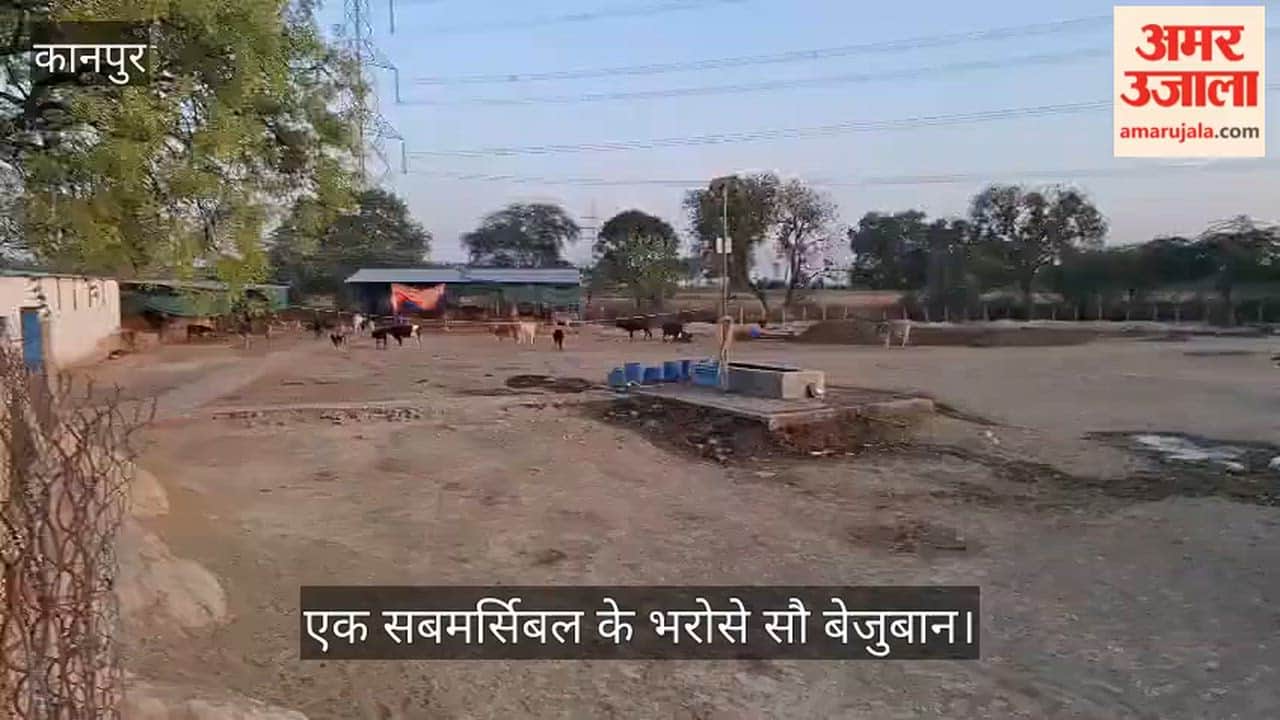 Kanpur Pond at Behta Gambhirpur Gaushala Runs Dry Cattle Thirsting for Every Drop of Water