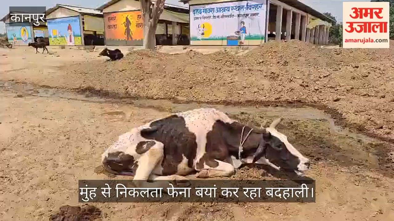 Kanpur Bhitargaon Humanity Shamed at Birhar Gaushala Three Cattle Perish in Agony Under the Scorching Sun