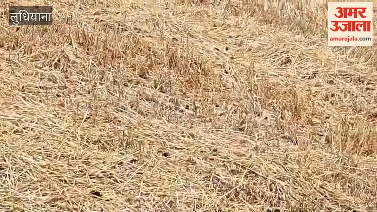 Fire Breaks Out in Fields Due to Short Circuit in Jagraon