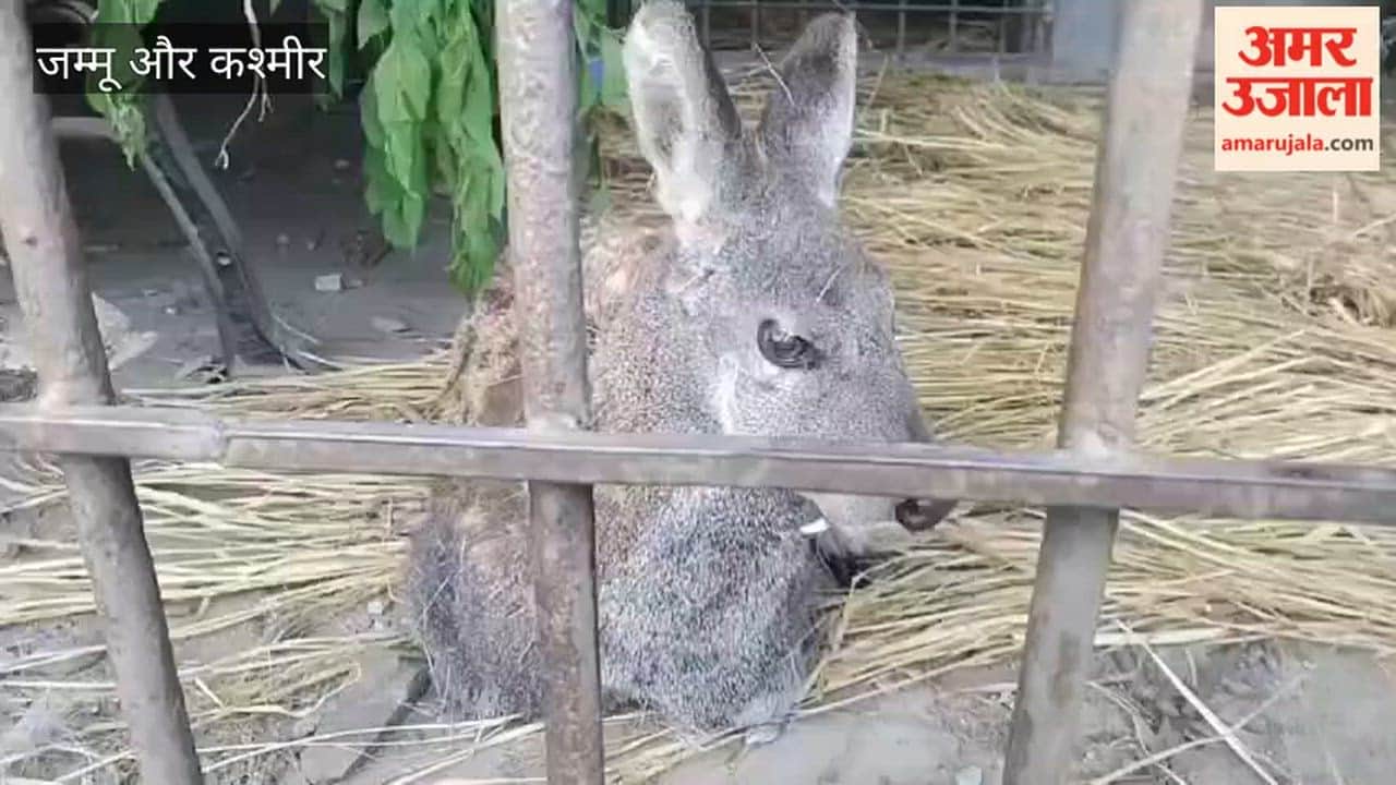 Rare male musk deer rescued near LoC in Gurez