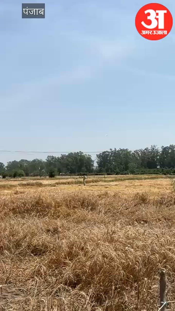 पठानकोट के थरियल में किसानों की 12 एकड़ फसल जलकर राख