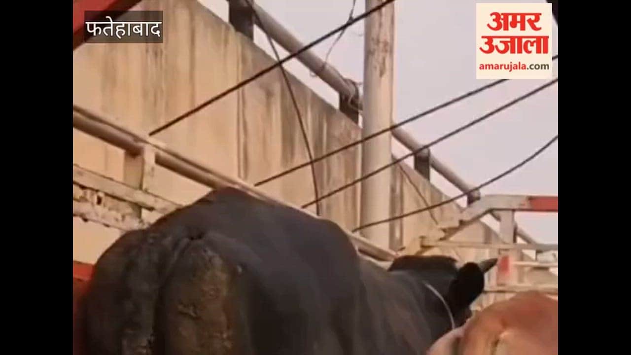 Cattle Smuggling Attempt Foiled in Tohana, Fatehabad; Two Bulls and One Cow Recovered from Pickup Truck