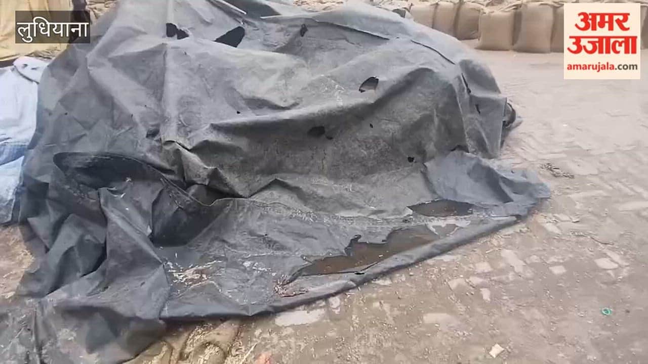Farmers in Ludhiana's Dana Mandi arranged tarpaulins themselves to protect their wheat from the rain.