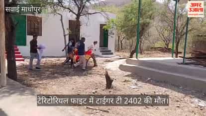 Ranthambore Young tiger T-2402 dies in territorial fight forest department investigating