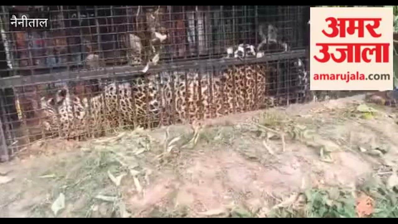 Leopard captured in cage in Dogra of Bhimtal block
