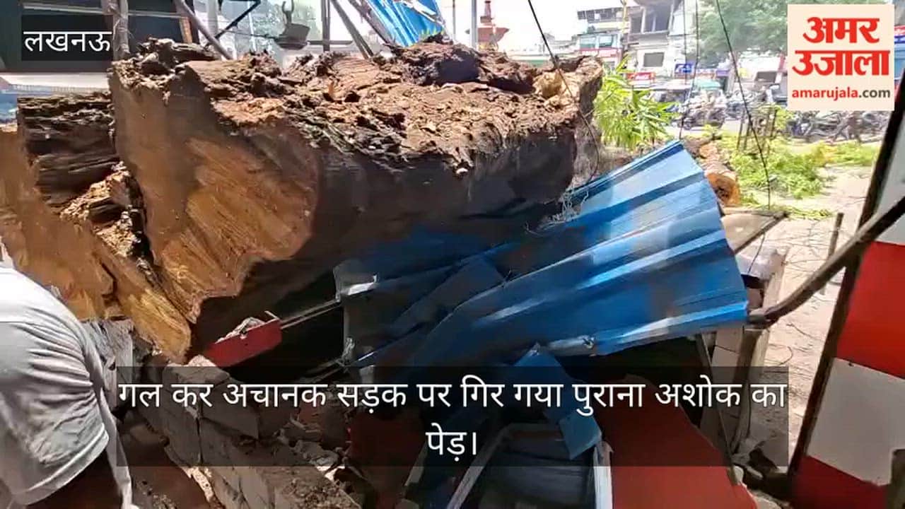 VIDEO: गल कर अचानक सड़क पर गिर गया पुराना अशोक का पेड़, आगे भी दुर्घटना होने की बनी संभावना