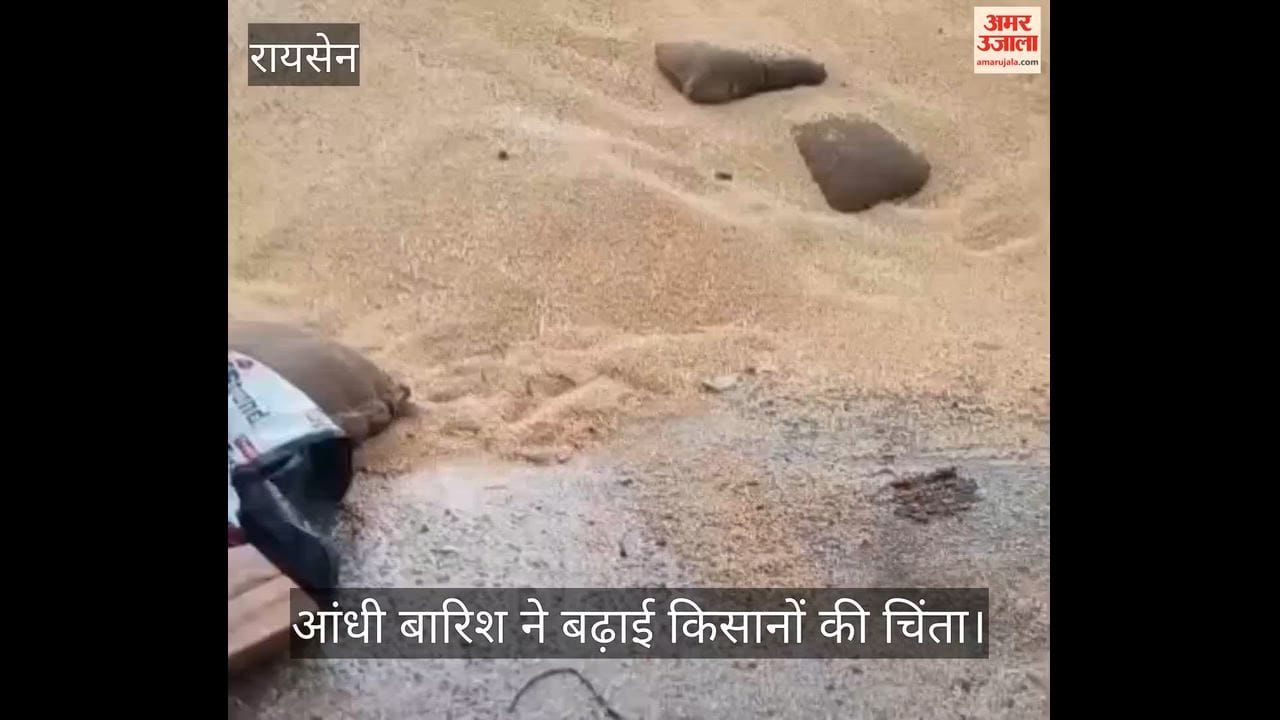 Heavy rain and storms have soaked wheat, causing significant damage