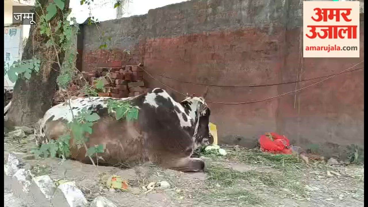 Theft of Cow from Gaushala Solved; Reasi Police Apprehend Four Smugglers