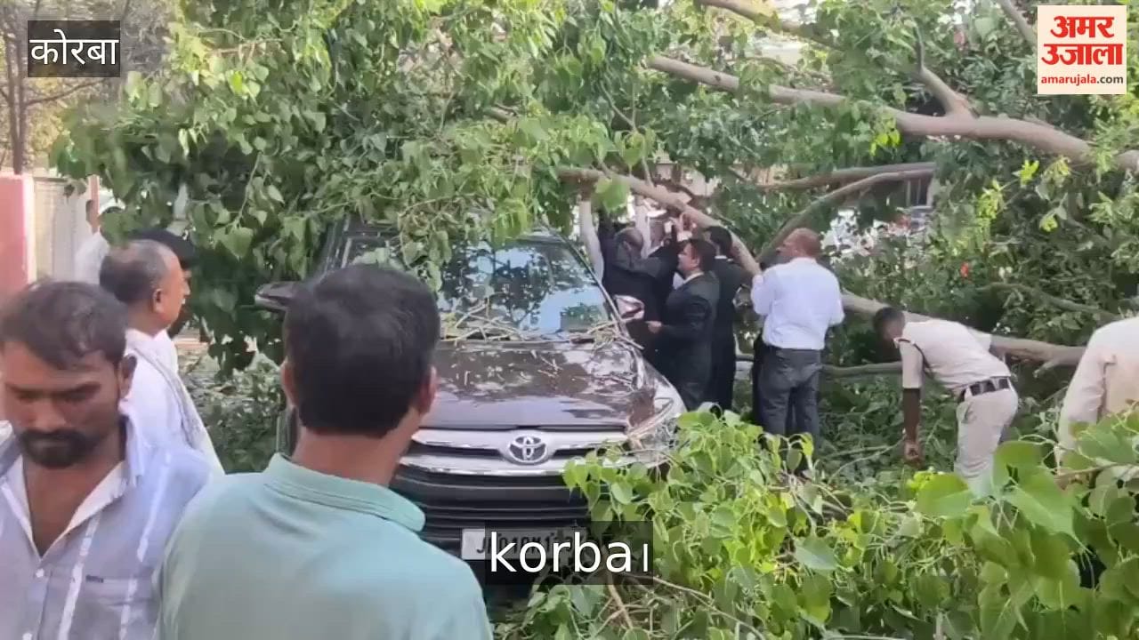 Korba Court Old Peepal Tree Suddenly Collapses Two Cars and 20 Bikes Damaged