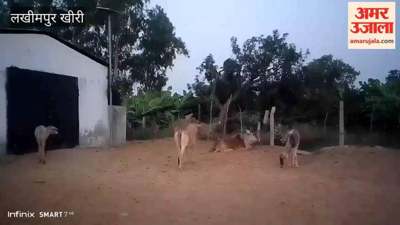 Leopard Climbs Tree at Cow Shelter in Lakhimpur kheri