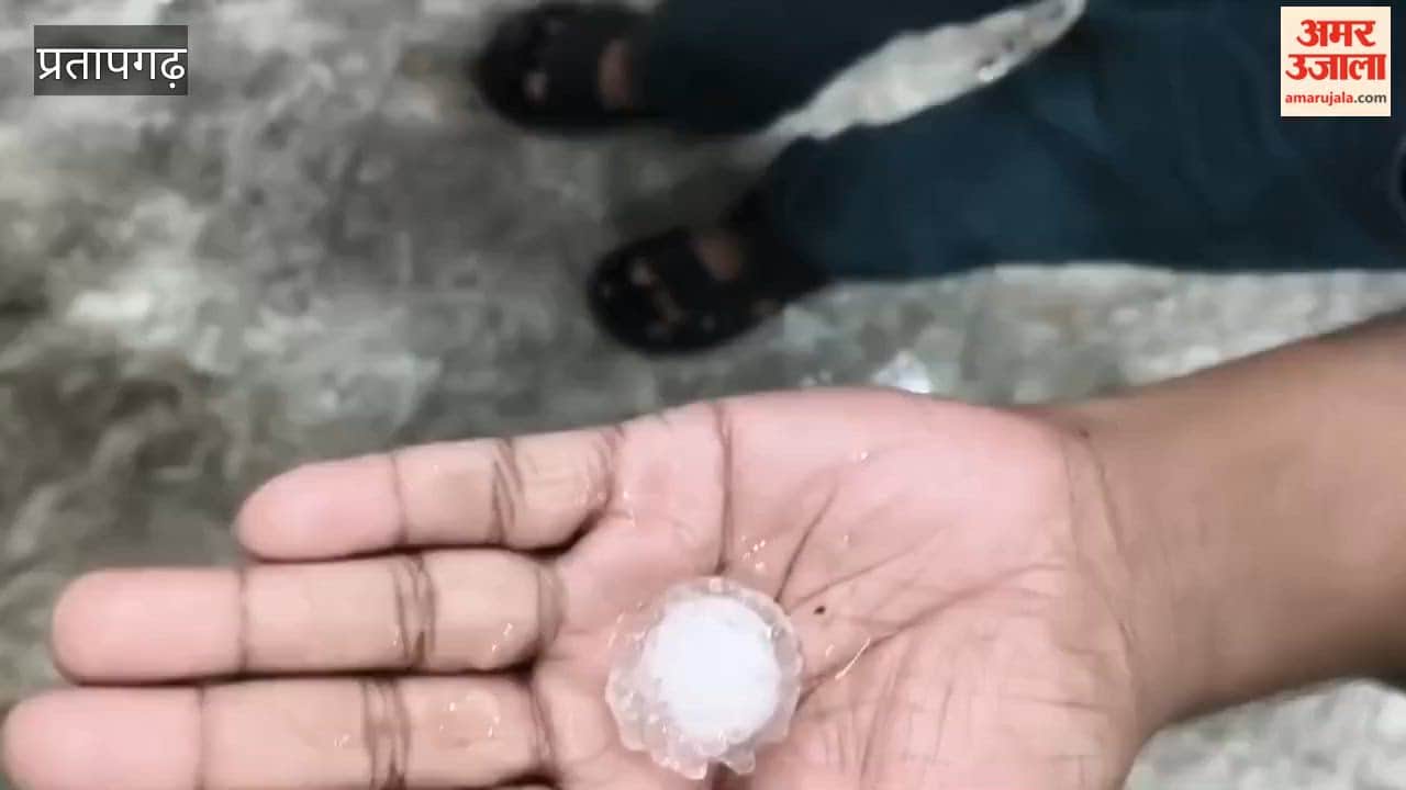 After the rain in Pratapgarh, the weather became pleasant, many trees were uprooted.