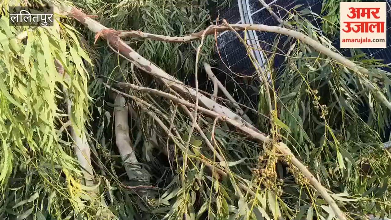 A tree branch broke off due to the storm and fell on the solar panel.