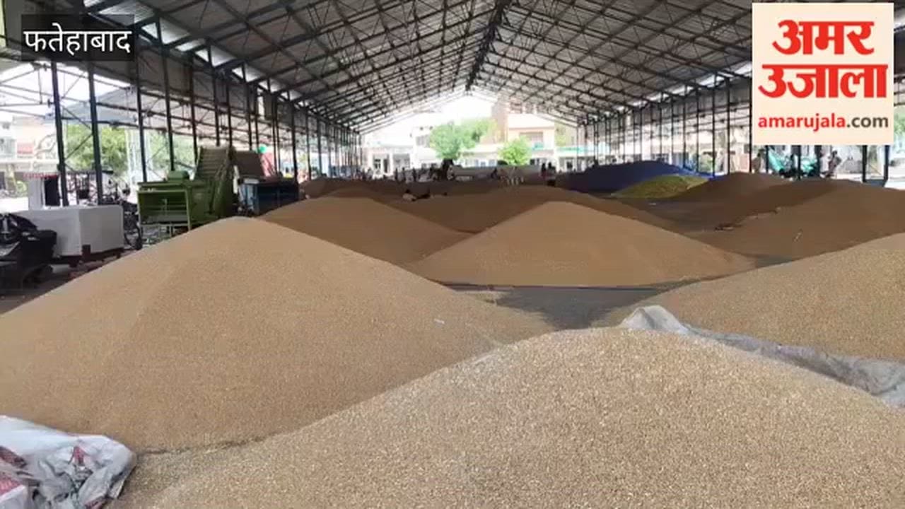 89,000 metric tons of wheat have arrived at grain market Market Committee Chairman said In Tohana of Fatehabad