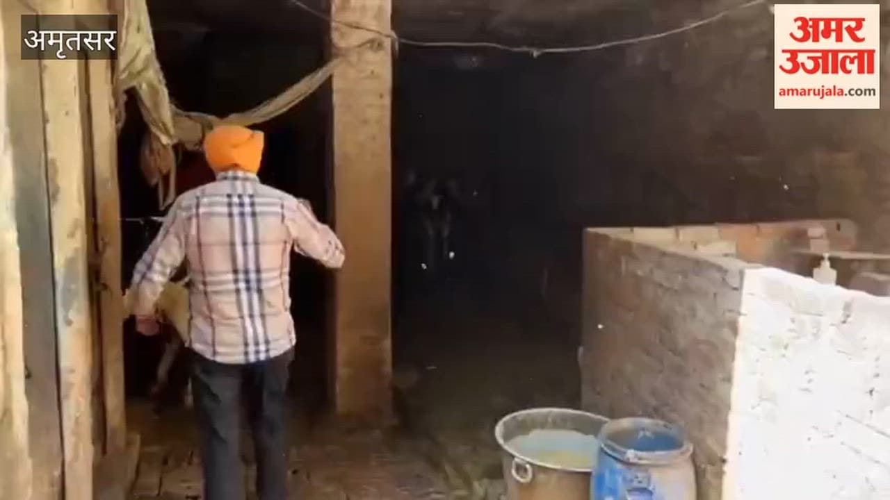 Amritsar Municipal Corporation takes major action in Islamabad area, seals illegal dairy