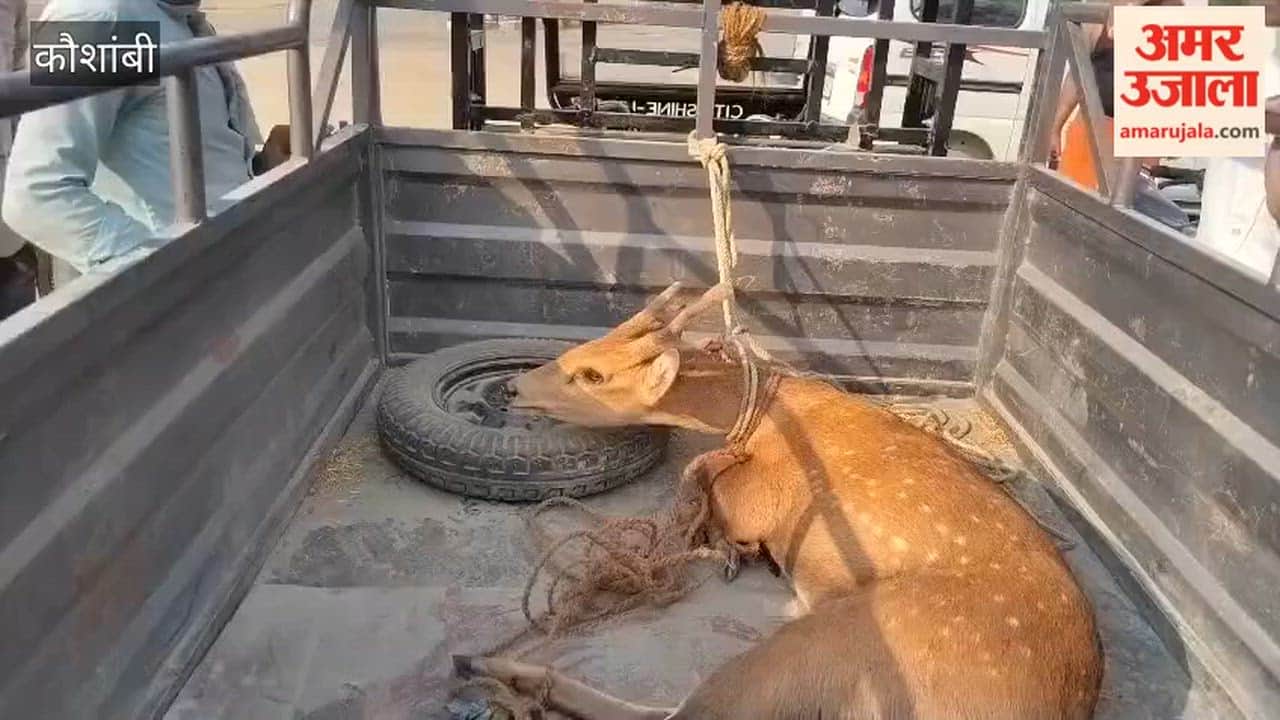 Kaushambi - Deer found in injured condition, taken to veterinary hospital