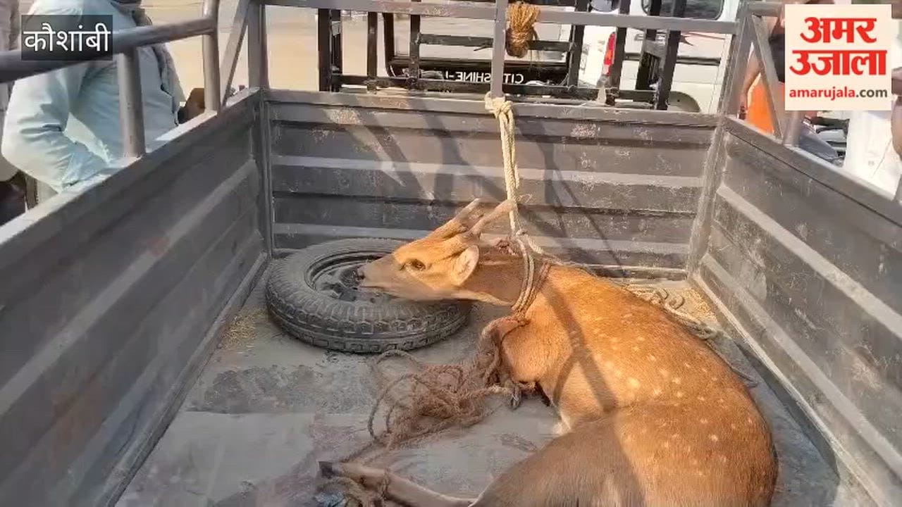 Kaushambi - Deer found in injured condition, taken to veterinary hospital