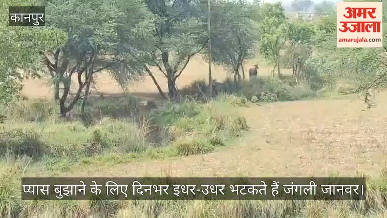 Scorching Heat Unleashes Havoc in Kanpur Bhitargaon Reservoirs Run Dry Wild Animals Distressed by Thirst
