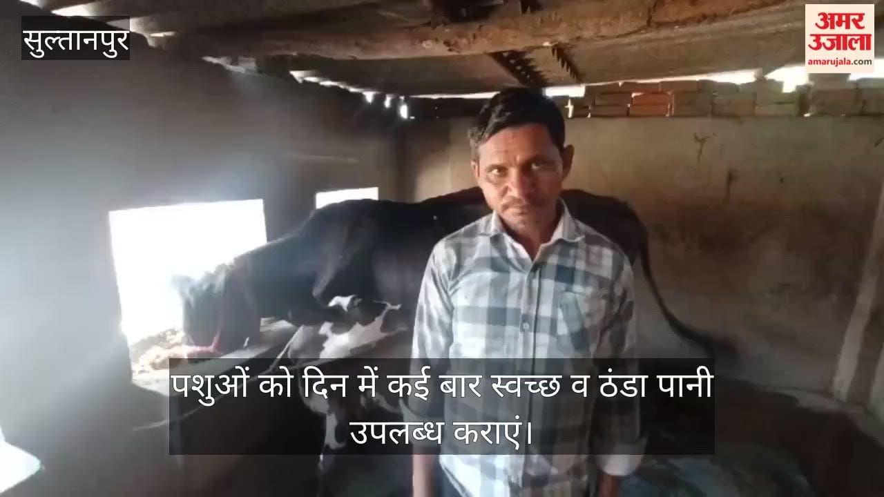 VIDEO: भीषण गर्मी से दुधारू पशुओं का घटा दूध उत्पादन, पशुपालक चिंतित