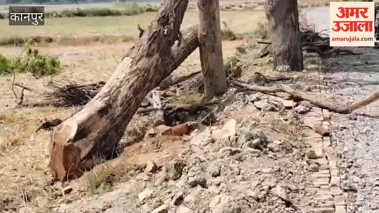 timber mafia is fearless, and the forest department remains silent even in the presence of police