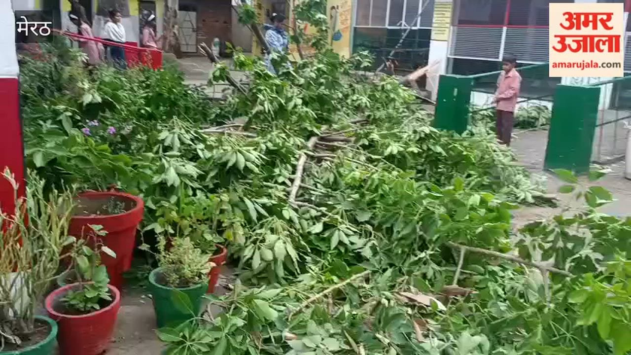 Meerut: Huge Tree Falls on Government School Building During Storm, Lintel Develops Crack