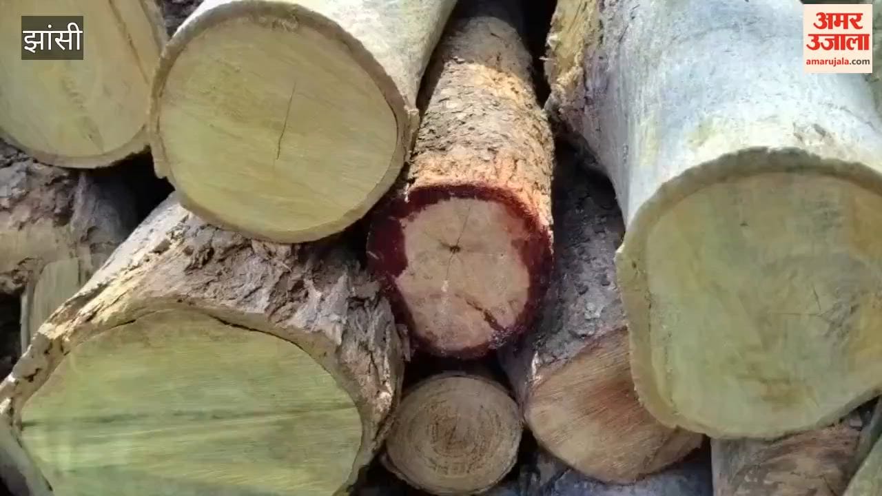 Forest department takes major action at Babina toll plaza, seizes precious banned wood