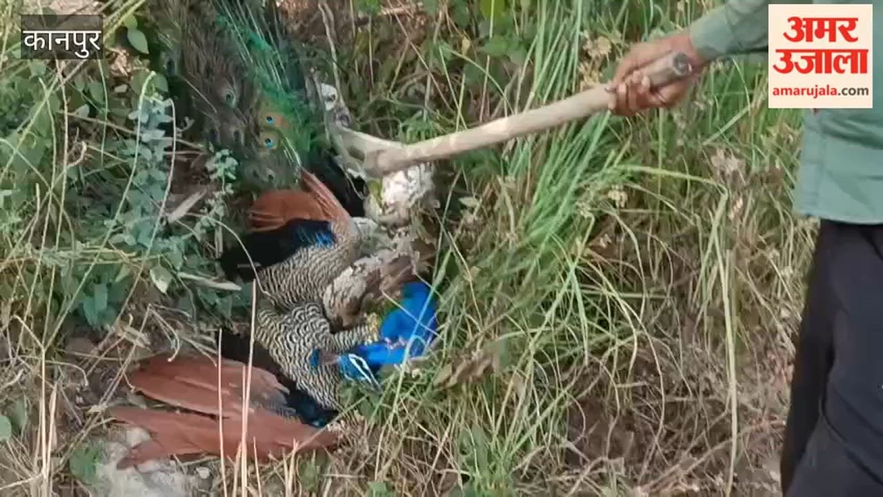 Kanpur: Peacock Trapped in the Clutches of a Dangerous Python; Youth Saves Its Life
