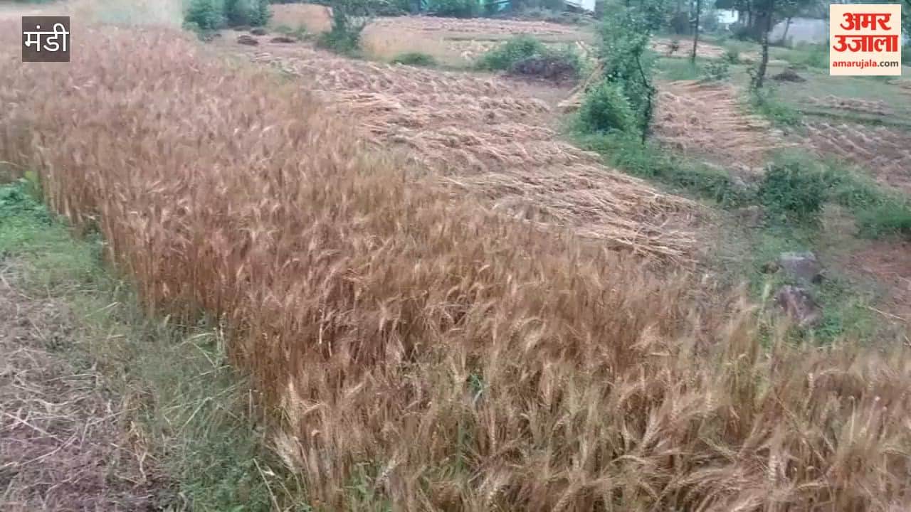 Mandi: Unseasonal Rains Wreak Havoc in Ladbharol Tehsil; Wheat Crops Destroyed