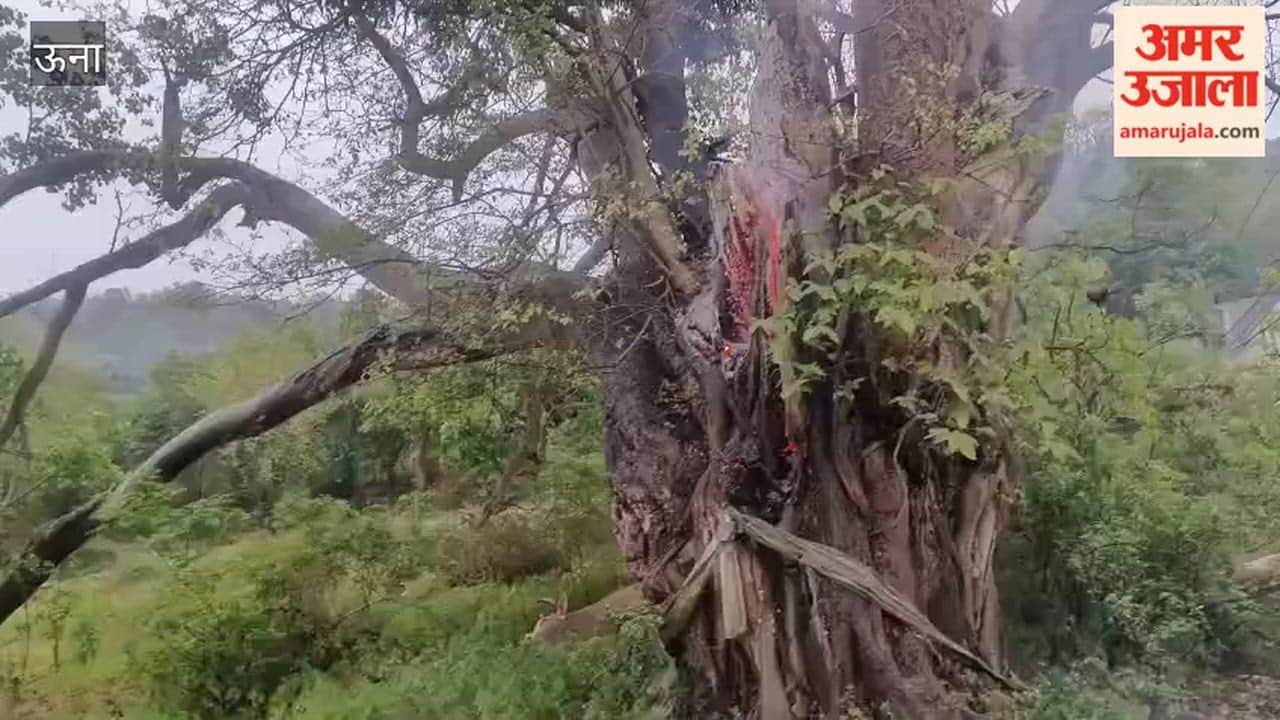 Una: Lightning Strikes Nalsuha near Bharwain Two Stray Cattle Standing Under a Tree Meet a Tragic End