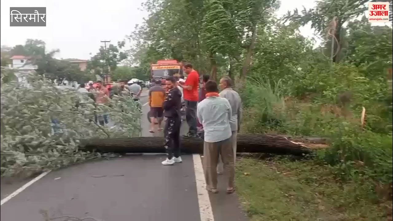 Sirmour: Tree Falls Near Bohali on Chandigarh-Dehradun National Highway; Traffic Jam Persists for a Considerable Time