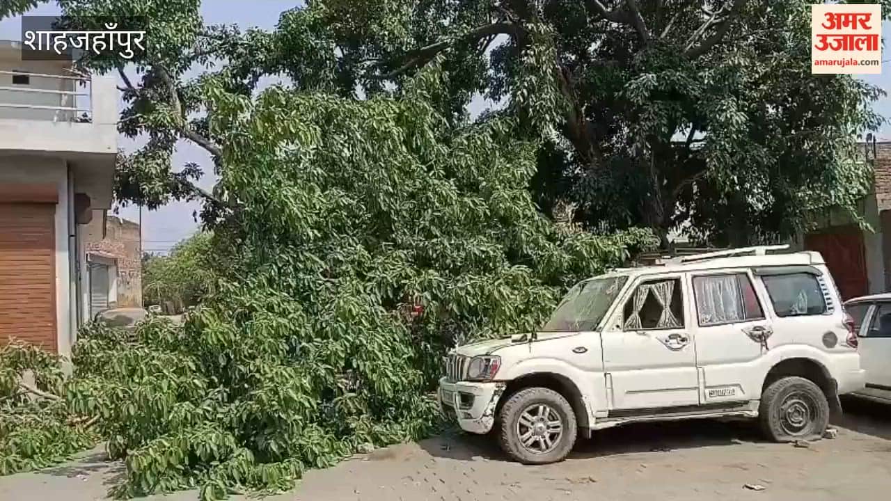 Strong winds and rain caused trees to fall in Shahjahanpur