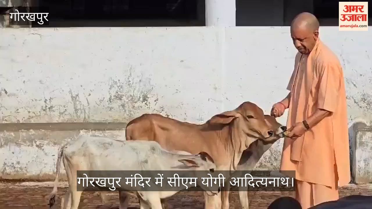 VIDEO: मुख्यमंत्री योगी आदित्यनाथ ने गोशाला में गोवंश को दुलारकर खिलाया गुड़