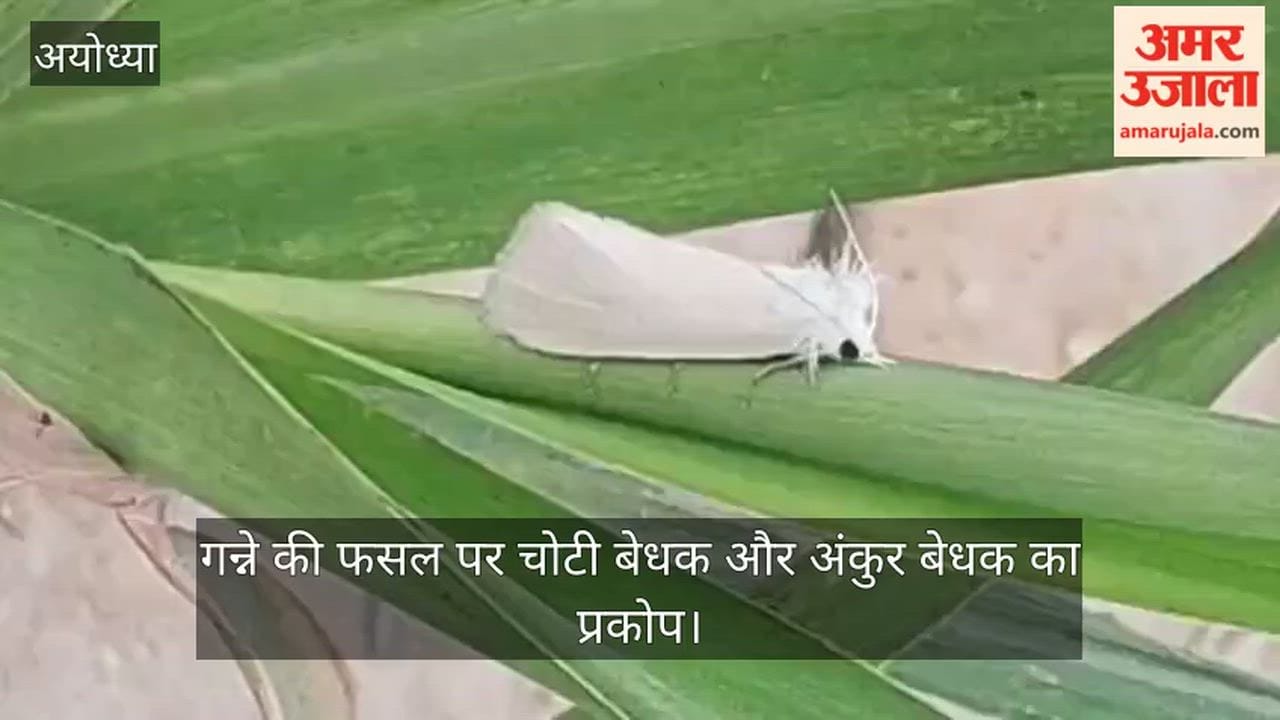 VIDEO: गन्ने की फसल पर चोटी बेधक और अंकुर बेधक का प्रकोप, फसल को नुकसान होने का खतरा