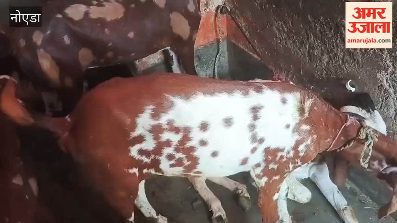 Goat Worth 20000 Valued at 3 Lakhs Allah and Prophet Inscribed on Its Body Hindu Owner Refuses to Sell