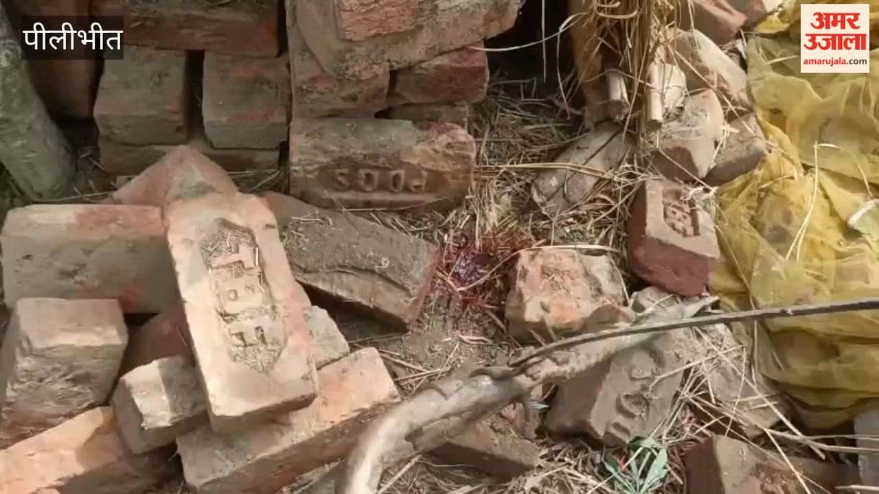 Leopard Breaks into House and Carries Off Goat in Pilibhit