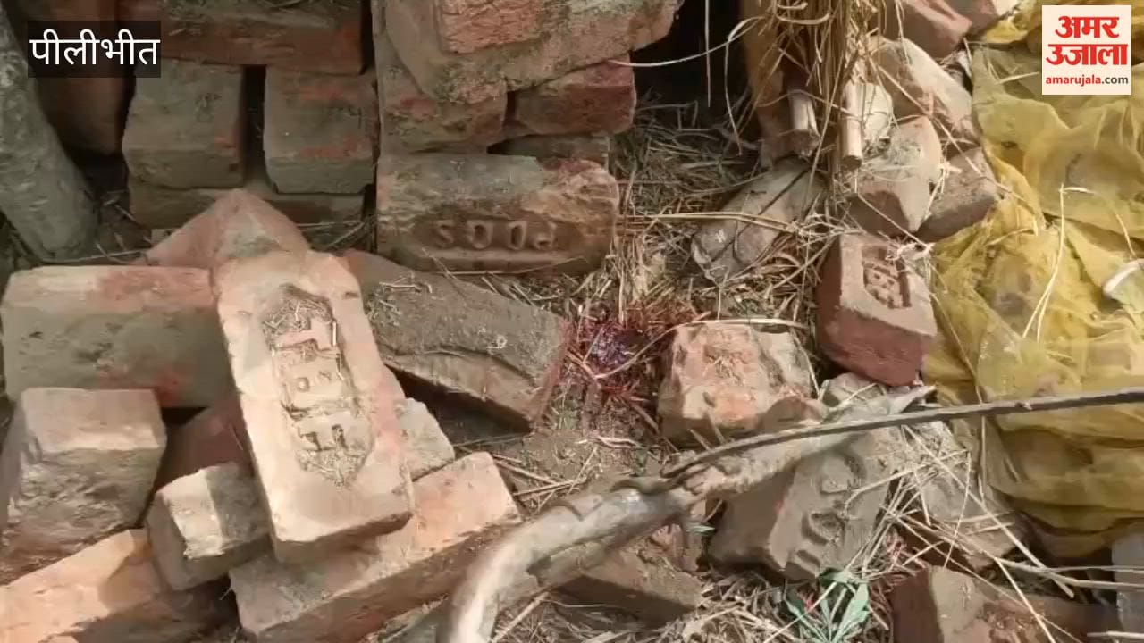 Leopard Breaks into House and Carries Off Goat in Pilibhit