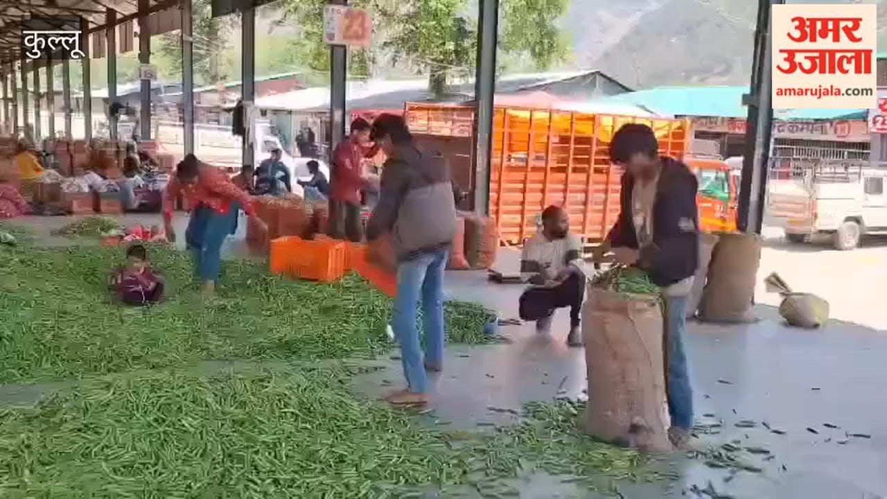 Kullu: Pea Prices Falling, Farmers Worried