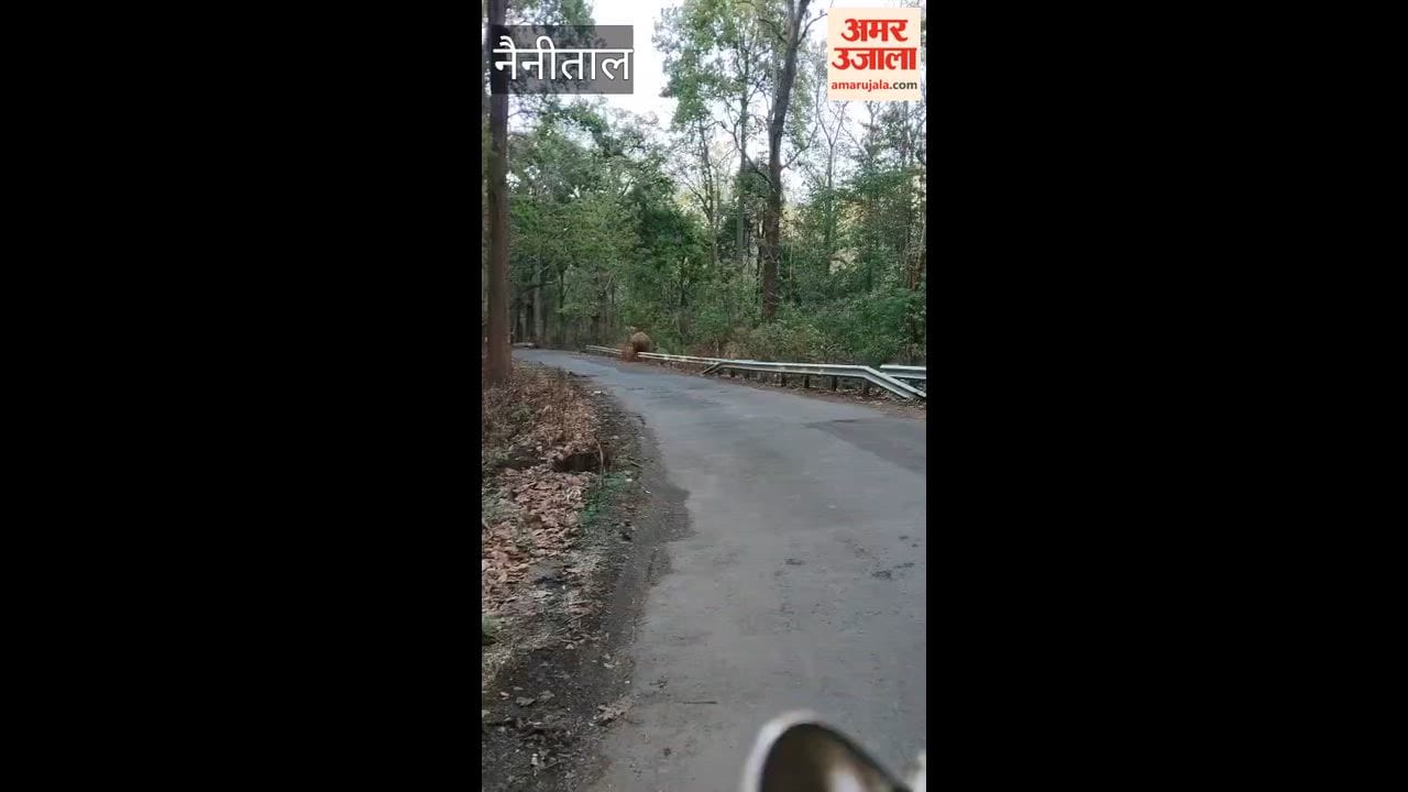 herd of elephants was seen crossing the road on Kaladhungi Kotabagh Road