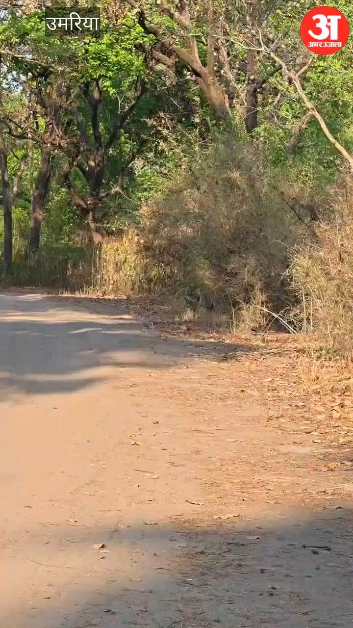 Tiger D-1 Crosses Forest Road with Prey in Jaw, Video Goes Viral from Bandhavgarh